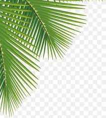palm leaves png images pngwing