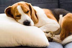 do dogs like pillows preferences