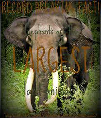elephants are the largest land s