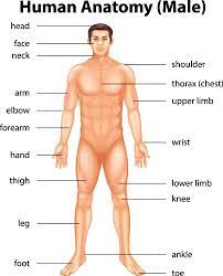 human body parts labeled vector images