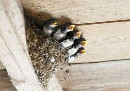 keep birds away from a patio porch or deck