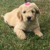 Beautiful litter of goldendoodle puppies. Ohio Pets And Animals Hoobly Classifieds