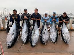 It has a beautiful shoreline that features lineups of pine trees. Winter Bluefin Found Across Southern California Fishrapnews