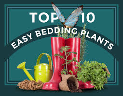 Top Ten Easy Bedding Plants