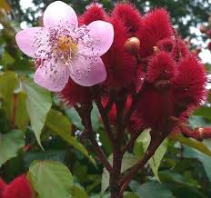 bixa orellana annatto lipstick tree