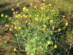 Brassica nigra - Michigan Flora