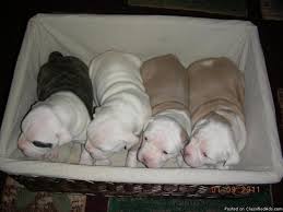 Look here to find a american bulldog breeder who may have puppies for sale or a male dog available for stud service close to you. American Bulldog Puppies Price 250 For Sale In Canton Connecticut Best Pets Online
