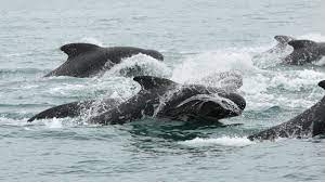 inter cetacean conflict