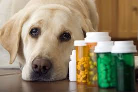 The vitamin supplement provides essential vitamins and minerals along with minerals for your dog's food. Vitamins And Supplements For Dogs