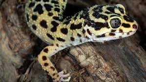 Best pet lizards for kids? Pet Lizards Paradise Herps Exotic Reptile Pet Shows