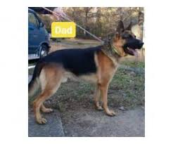 Four month old female akc german shepherd puppy! Black And Red Akc German Shepherd Puppies In Gadsden Alabama Puppies For Sale Near Me