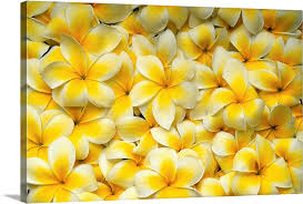 White Plumeria Flowers Wall Art