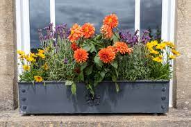 North Facing Window Box Plants Arthur