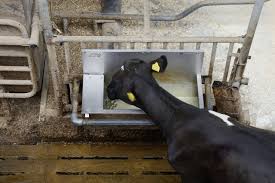 water requirements of livestock 7