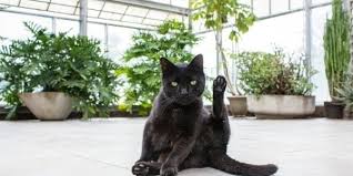 Household Plants That Are Toxic To Cats
