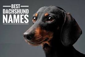 Purebred dog breeds have been bred for many generations and over time have emerged to have the same characteristics, appearance and temperament. Top 500 Unique Names For Dachshund Male Female With Meaning Dachworld Com