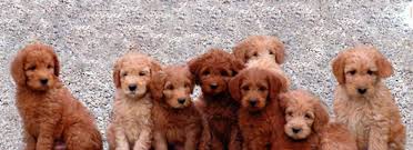 adorable down east labradoodles adel