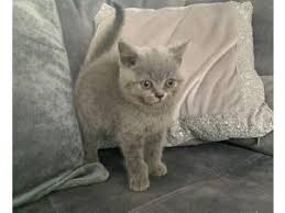 Parents have been vaccinated against leukemia and have been genetically tested negative for kidney disease and fiv negative. Cats Kittens For Sale In West Yorkshire Friday Ad