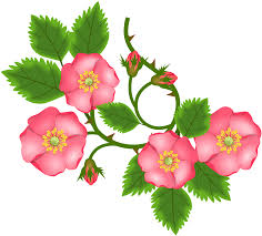 Bunga, perbatasan bunga indah, perbatasan bunga merah muda dan kuning, perbatasan, lukisan cat air. Clip Art Bunga Png Transparent Png Full Size Clipart 5463276 Pinclipart
