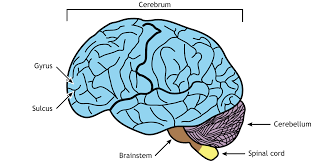 external brain anatomy foundations of
