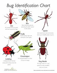 Bug Identification Bug Identification Insects For Kids