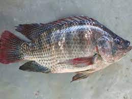 live tilapia fish near me