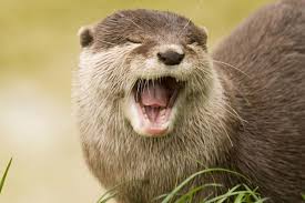 They do not, however, exhibit strong. 15 Fascinating Facts About Otters