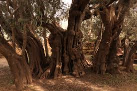 oldest olive trees