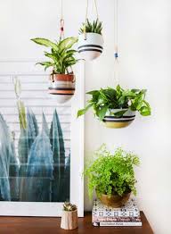 Indoor Plants Alive