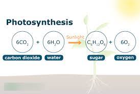 The Photosynthesis Equation Diagram