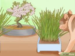 Are Bonsai Trees Poisonous To Cats
