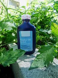 Using Castor Oil In The Garden Learn About Castor Oil For