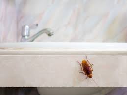 5 common types of roaches that can