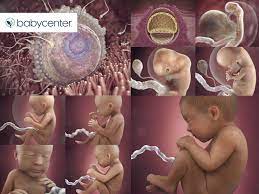 your baby in the womb development of