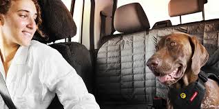 Guide For Travelling With A Dog In The Car