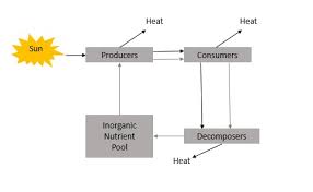 Energy Flow In Ecosystem Tutorialspoint