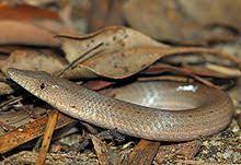 Burton's legless lizards (lialis burtonis) are widespread and very variable in pattern. Burton S Legless Lizard Wikipedia