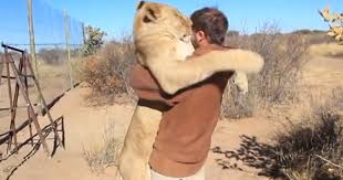 Vídeo de leoa abraçando socorrista que a salvou faz sucesso na web -  notícias em Planeta Bizarro - G1
