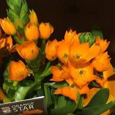 You can use them in flower arrangements, but they will attract birds when grown in a garden. Orange Star Plant Information Learn About Orange Star Plant Care