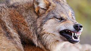 Wolf, Zähne, Mund, Gesicht, Tierwelt ...