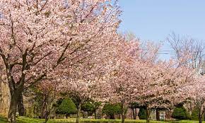 円山公園 | －さっぽろ 桜の名所－
