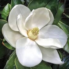 Their big, waxy, glossy leaves juxtaposed with heady, fragrant flowers are familiar. Magnolia Growing Guide For Gardens Of The West Sunset Magazine