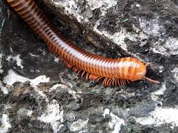 Millipedes In My House Millipede