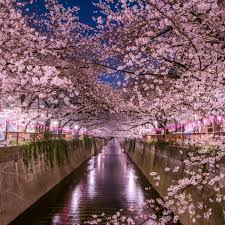Cherry Blossoms In Tokyo