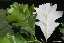 A Quick But Complete Review Of Common Oak Tree Species