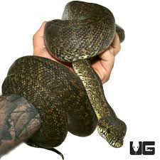2016 granite irian jaya carpet python