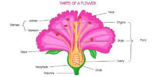 Plant Quiz Anatomy Of A Flower Proprofs Quiz