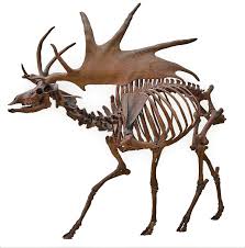 This is a list of extinct animals of the british isles, including extirpated species. Irish Elk Wikipedia