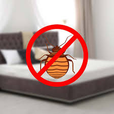 Bed Bug Exterminator Bed Bug Pest