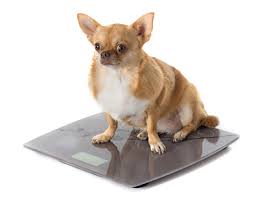 How Much Should A Chihuahua Weigh 4 6 Pounds